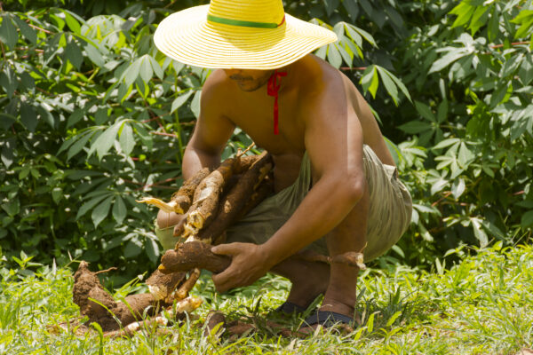 Cassava - Image 3