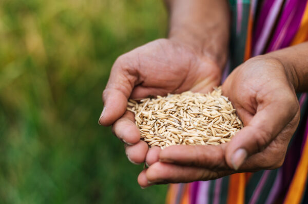 Rice - Image 4