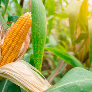 Maize