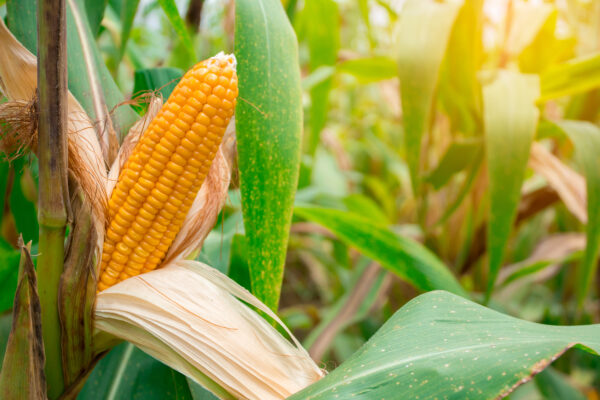 Maize